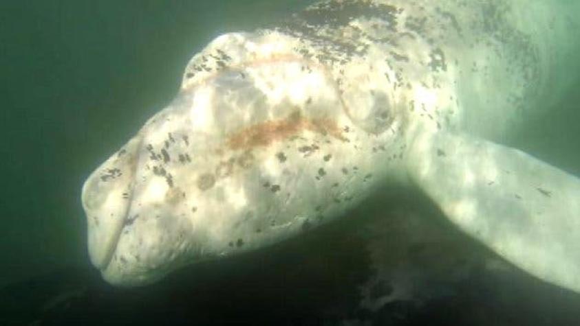Reconocido surfista grabó increíble avistamiento de ballenas en Pichilemu