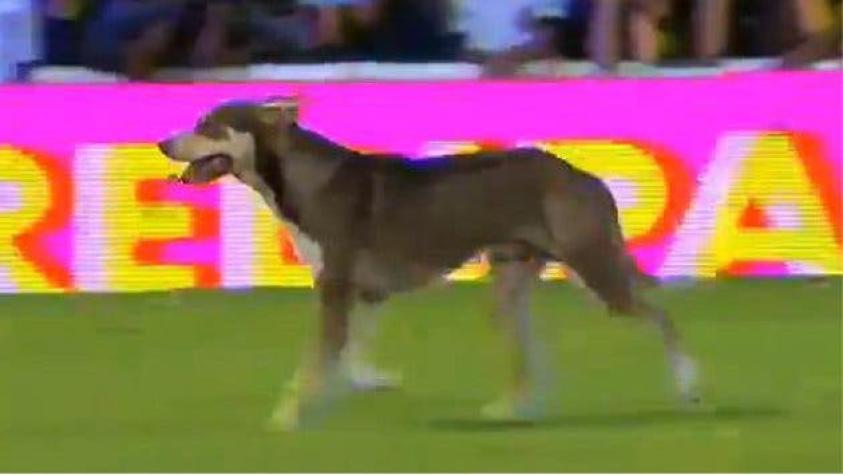Perro detiene partido entre River y Rosario Central