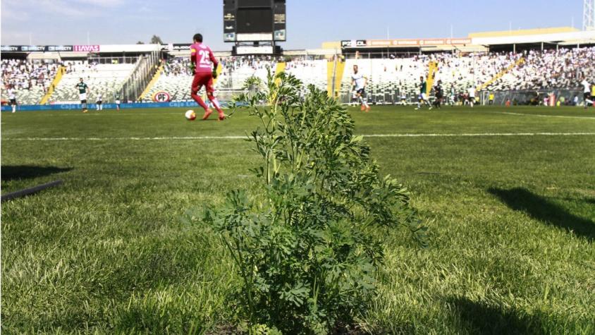 [VIDEO] Las cábalas de Guede: La ruda y el cambio de banca no fueron suficientes para Colo Colo