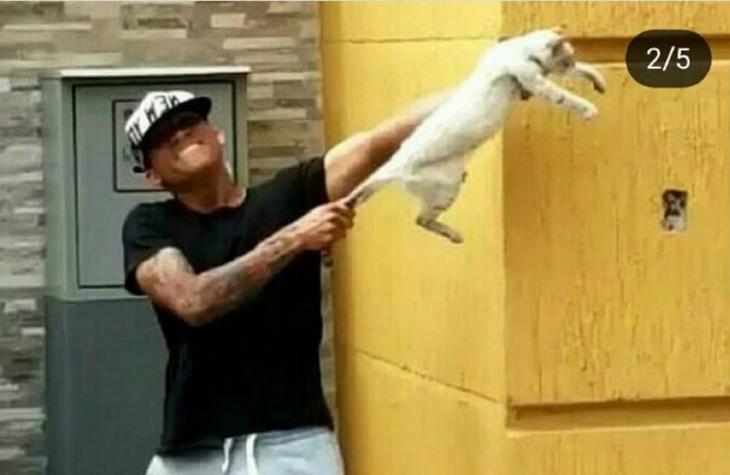 Expulsan a dos futbolistas venezolanos por maltratar a un gato