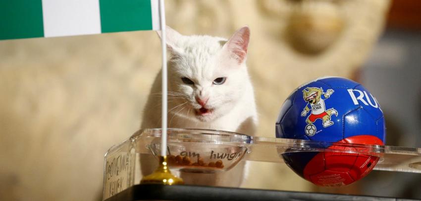 [VIDEO] ¿Avanzará Argentina en el Mundial? Esto predijo el gato Aquiles
