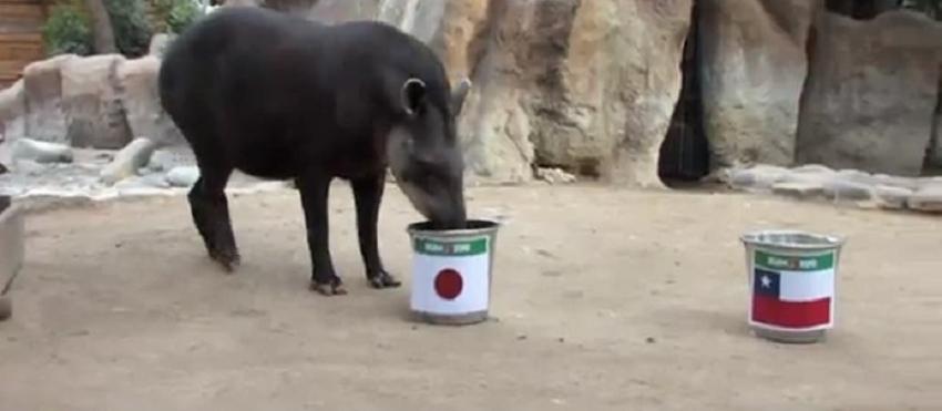 Tapir Manolo: El nuevo animal pitoniso de la Copa América tiene su apuesta para el debut de Chile