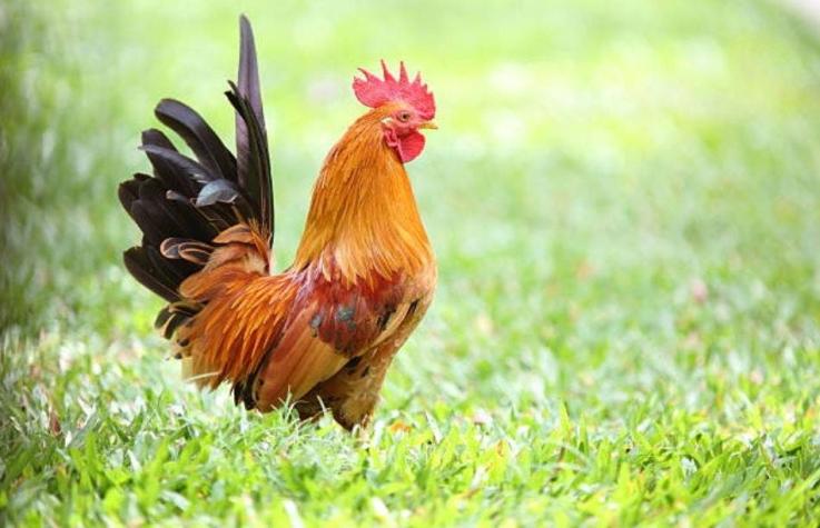 [VIDEO] Partido de fútbol en Argentina se retrasó por el ingreso de un gallo a la cancha