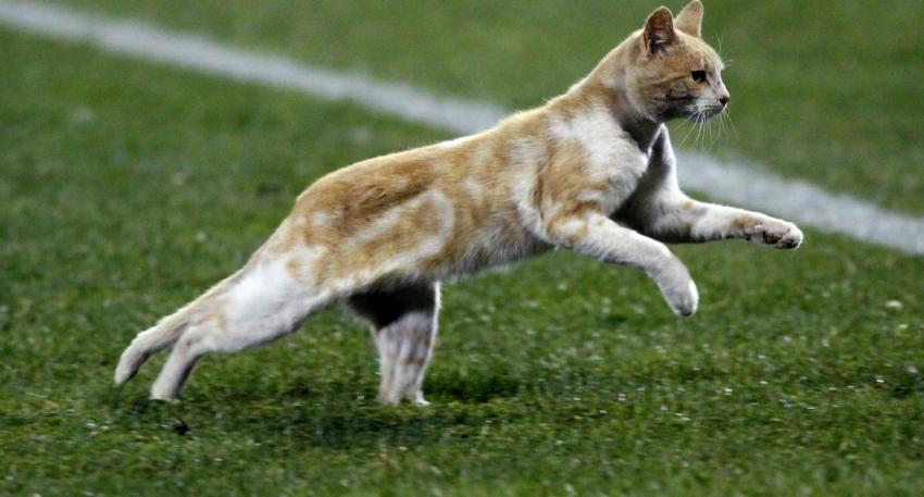 Selección Chilena recuerda a los "felinos" que han vestido La Roja en el Día Internacional del Gato