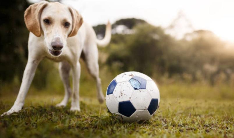 [VIDEO] Perro interrumpió partido de Antofagasta y Curicó Unido e hizo sus necesidades en la cancha