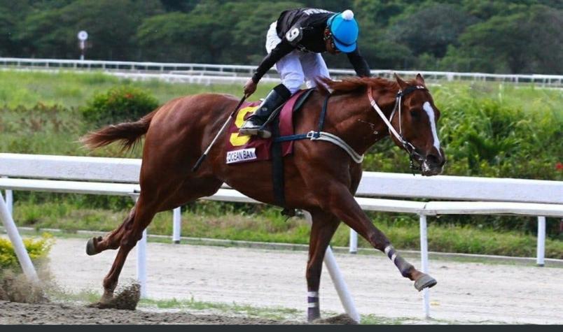 Secuestran y matan a un caballo estrella de las carreras hípicas en Venezuela