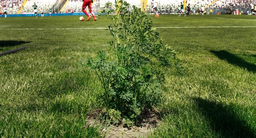 Vuelve la cábala: Colo Colo planta nuevamente ruda en el Estadio Monumental