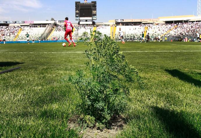 No solo Colo Colo: El otro equipo que volvió al triunfo con una planta de ruda como cábala