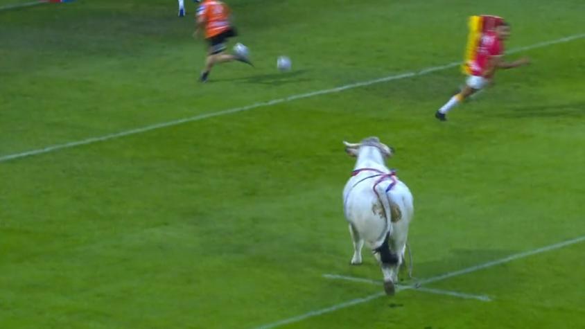 ¡Hizo correr a todos! Un toro invadió la cancha y provocó pánico en partido de la Superliga de rugby en Francia