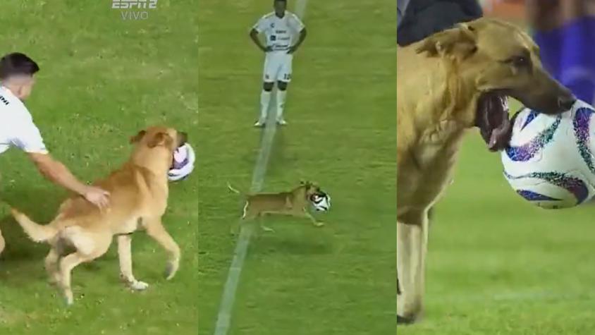 VIDEO| ¡Nadie lo podía parar! Perrito invadió partido en la Liga Expansión y no soltaba la pelota