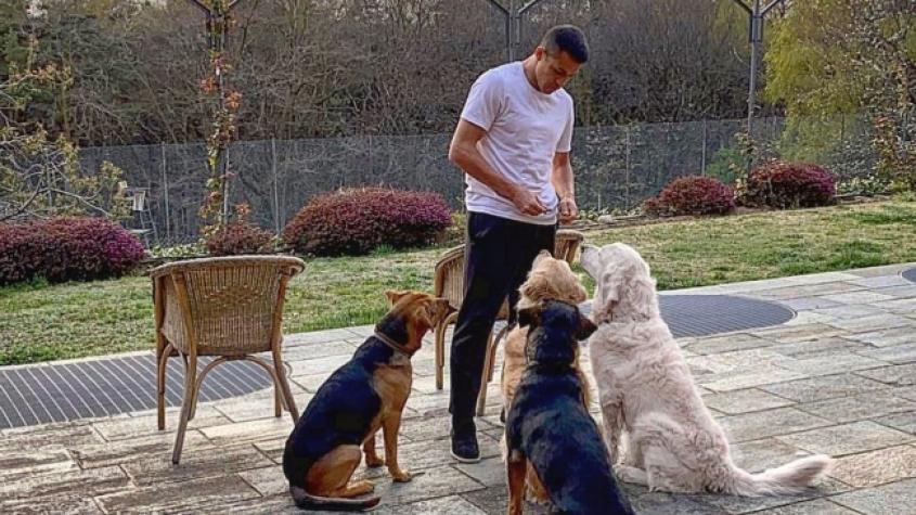 Alexis Sánchez enternece las redes sociales con registro junto a sus perros: "Mi gordo Humber"