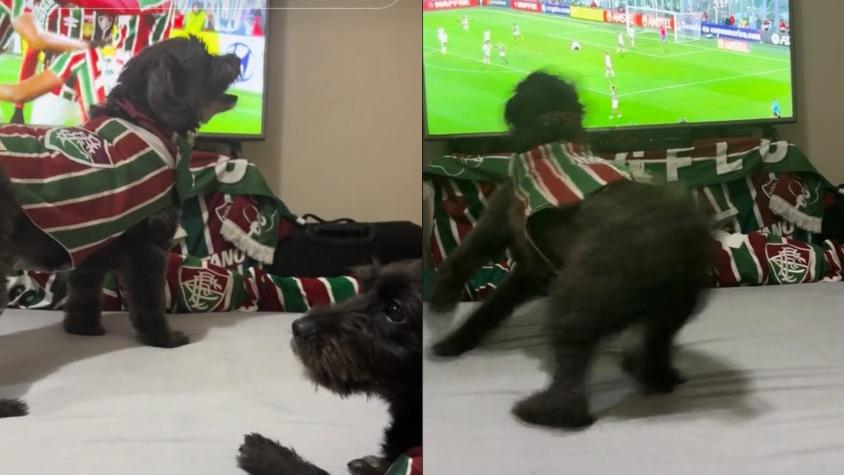 Perro festeja gol de Fluminense contra Colo Colo en la Copa Libertadores y se hace viral